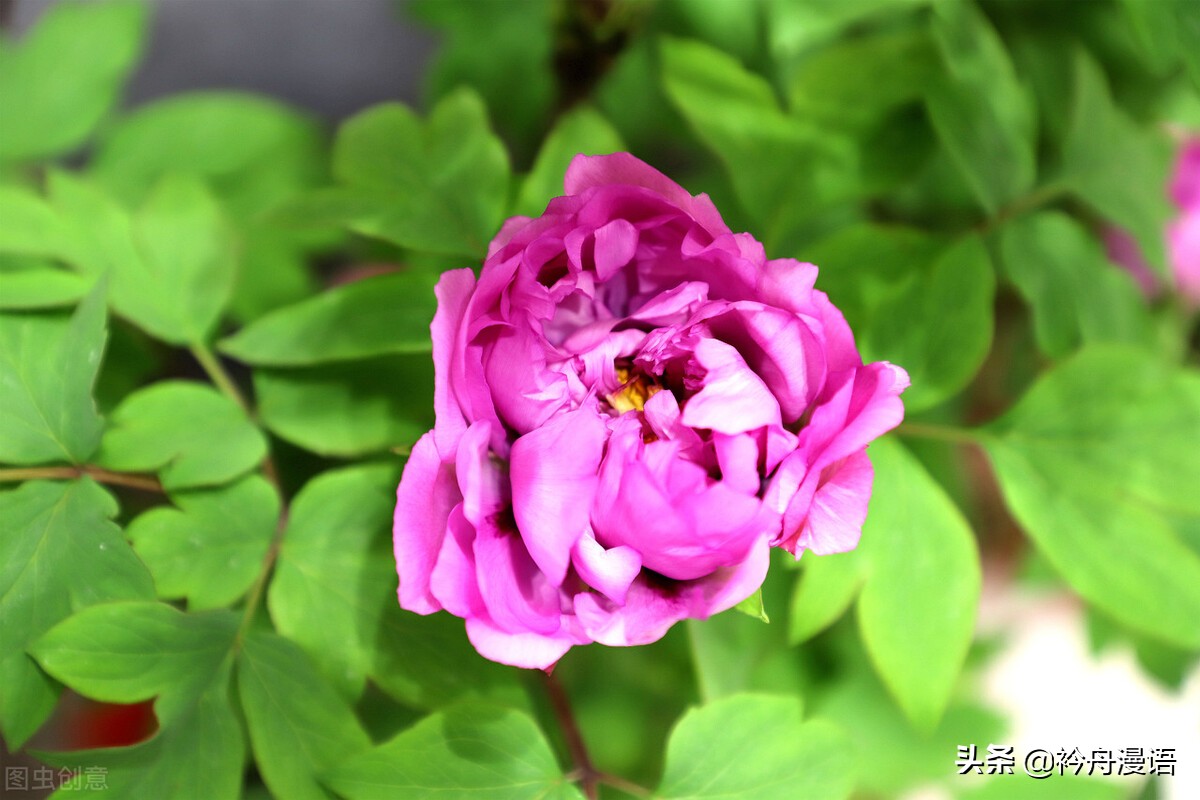 牡丹真国色花开时节动京城的意思,牡丹真国色花开时节动京城谁写的