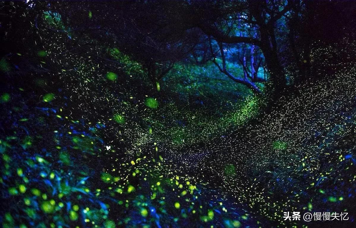 描写萤火虫的著名诗句,萤火虫诗句大全