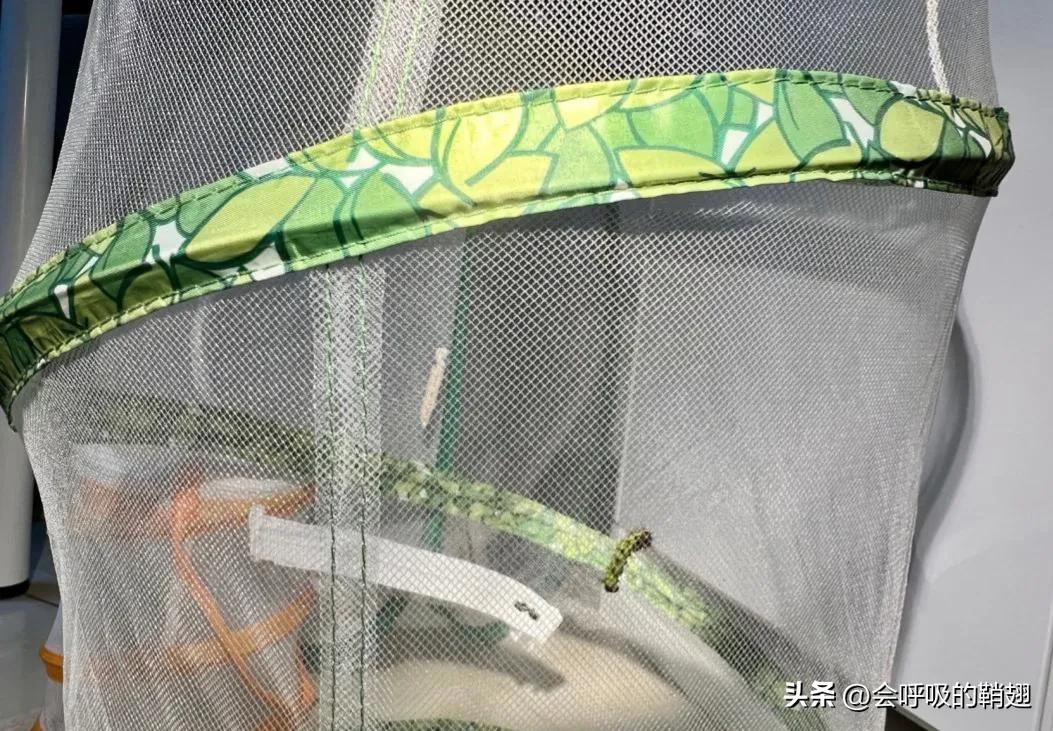 绿尾大蚕蛾怎么样驱除,大蚕蛾饲养记录