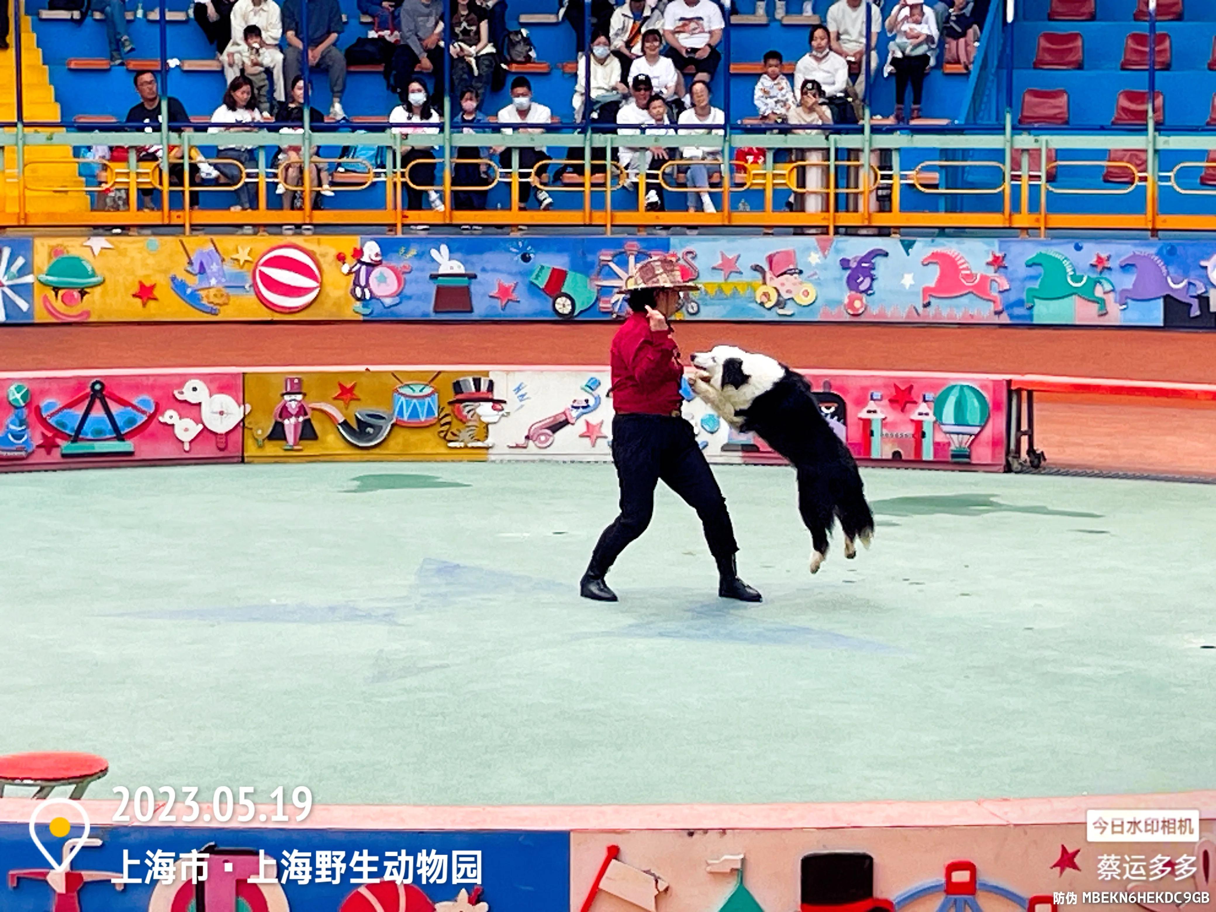 我喜爱的动物是小猫,什么动物招人喜爱