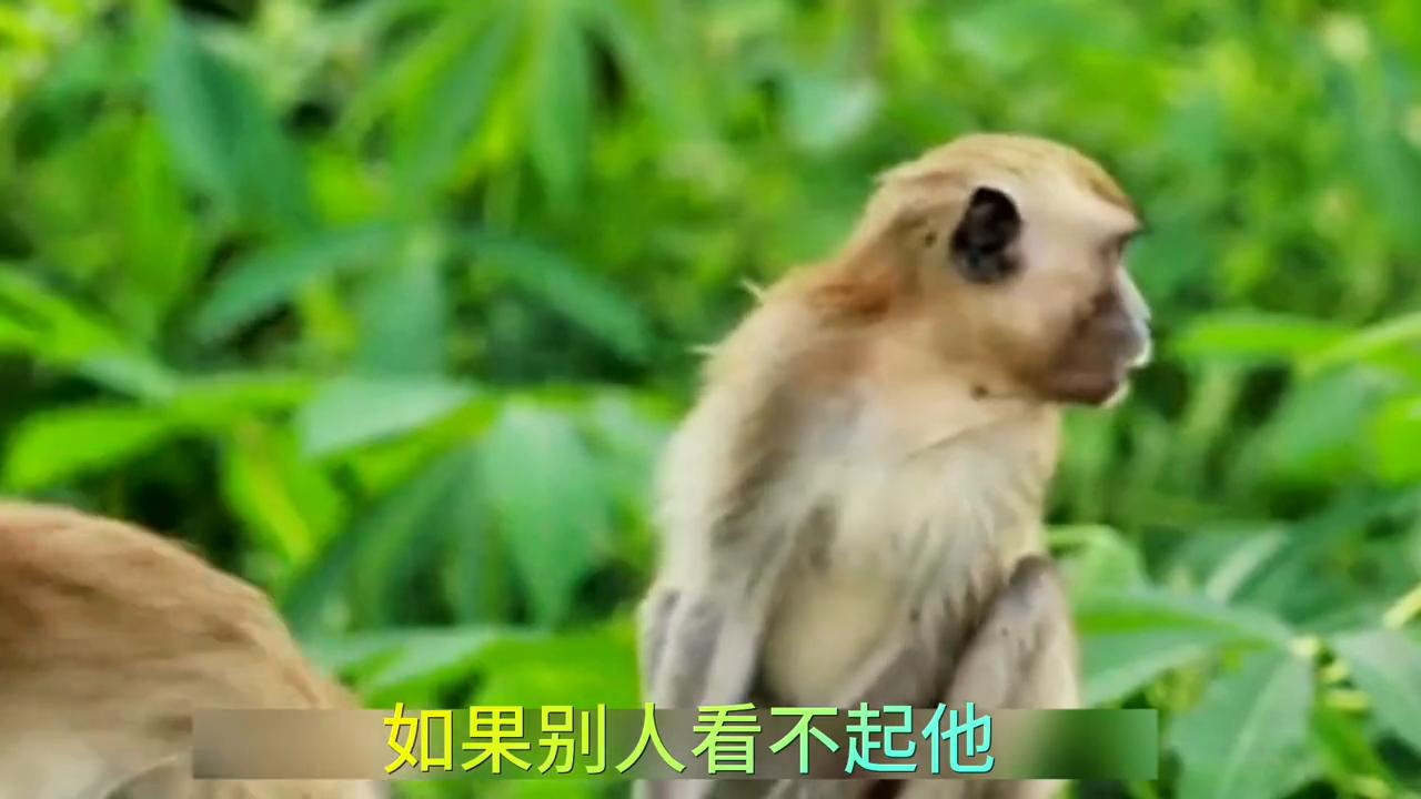 属猴的女孩子性格特点,80年属猴人性格特点