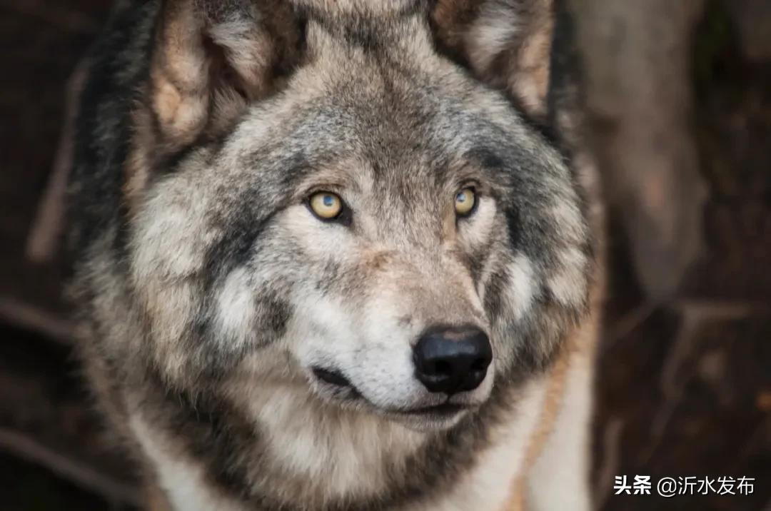 你是几月生的就代表你是什么动物,十二星座几月几日出生属什么动物