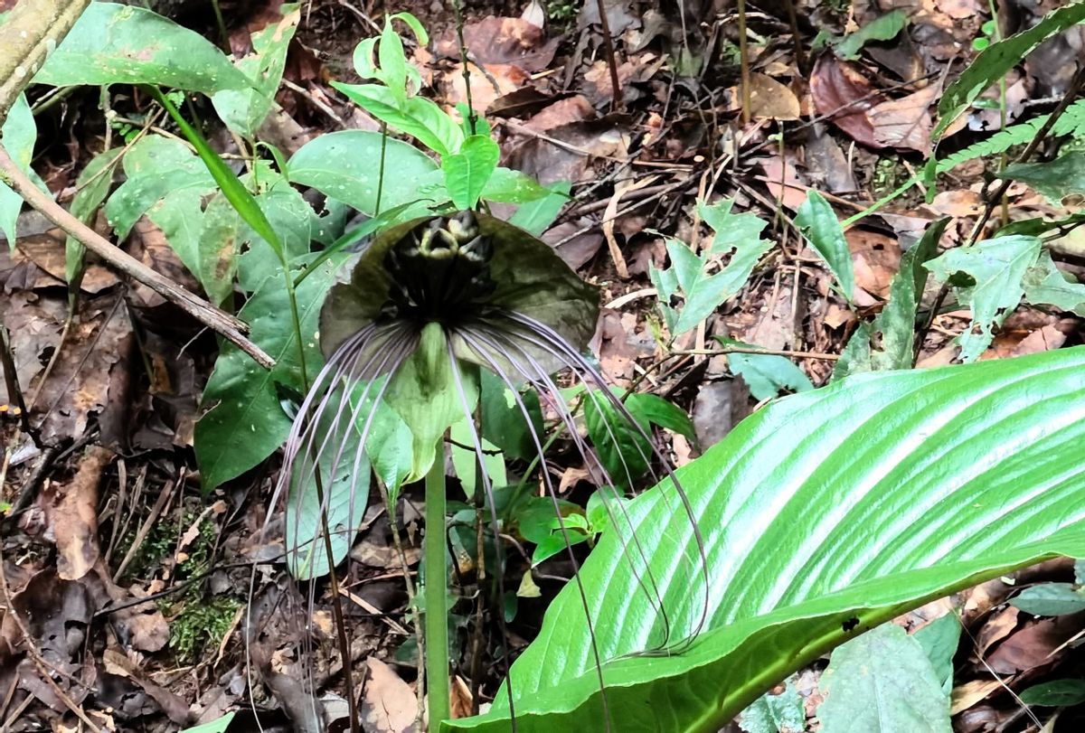 西双版纳翡翠比大理便宜吗,西双版纳被称为绿宝石