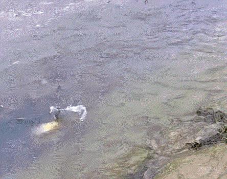 长江出现神秘物种“鳤”,长江禁渔出现新物种