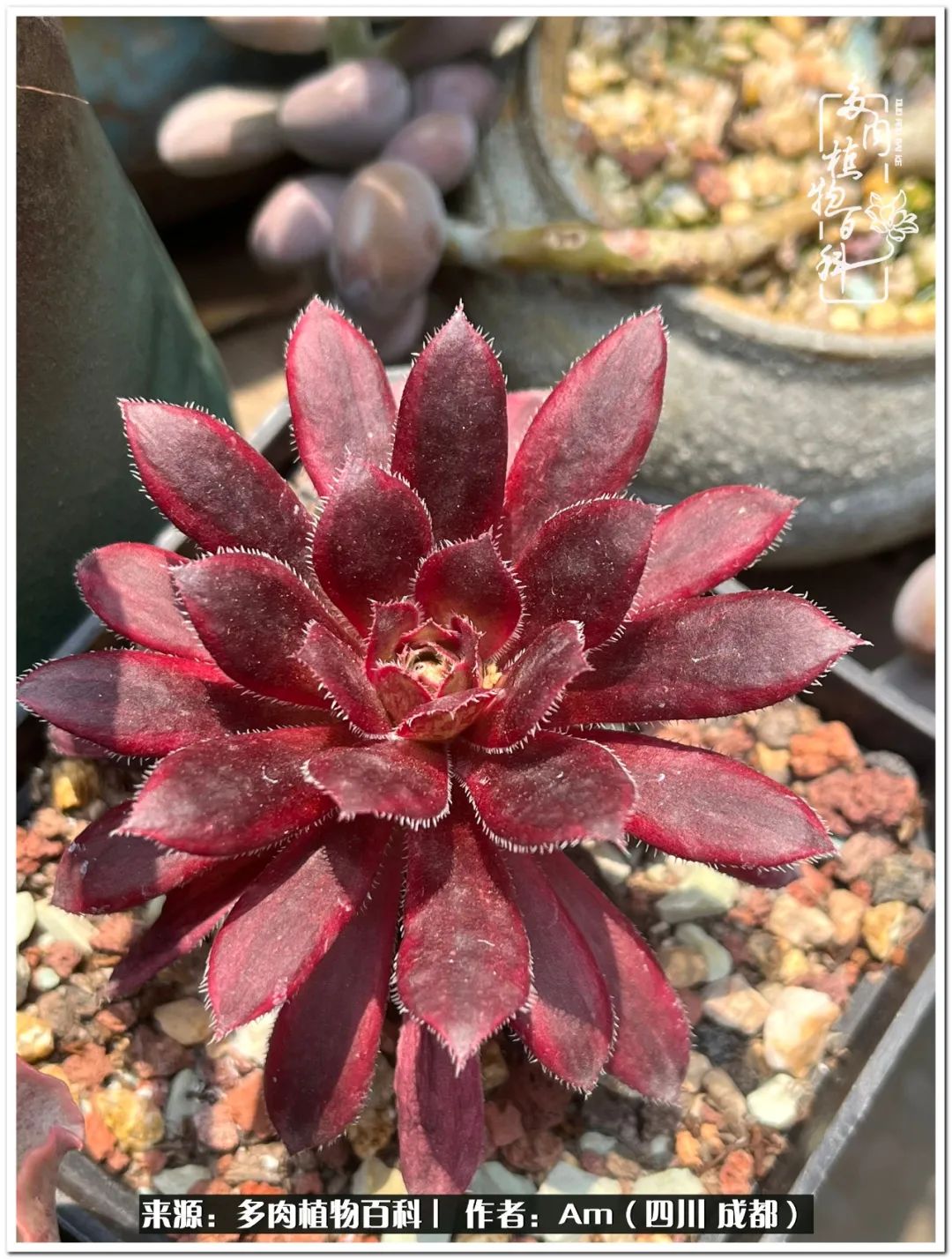 多肉小盆友生活多姿多彩,多肉小精灵福享不停