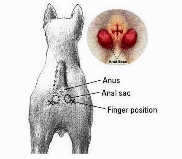 狗狗肛门腺是什么？在哪里呢？多久挤一次？不挤又会怎样？