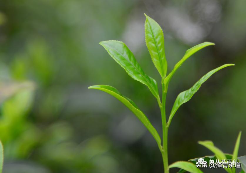 了解一下凤凰单丛,了解凤凰单丛
