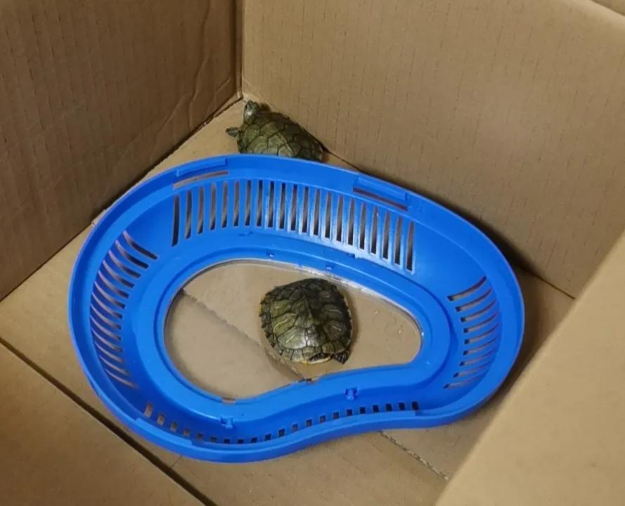 新手养巴西龟入坑指南,成年巴西龟新手如何饲养