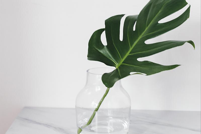 极简省钱又环保的居家生活,4款高颜值家居绿植