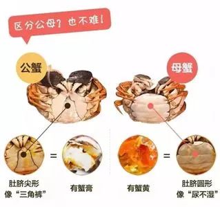 金秋吃梭子蟹时节,又到了吃大闸蟹最好的季节