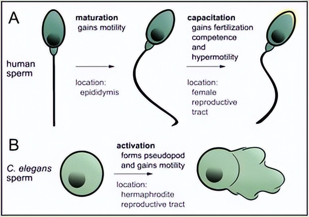 ZIP转运蛋白内部锌摄取的组氨酸突变体细胞活性自我调控机制