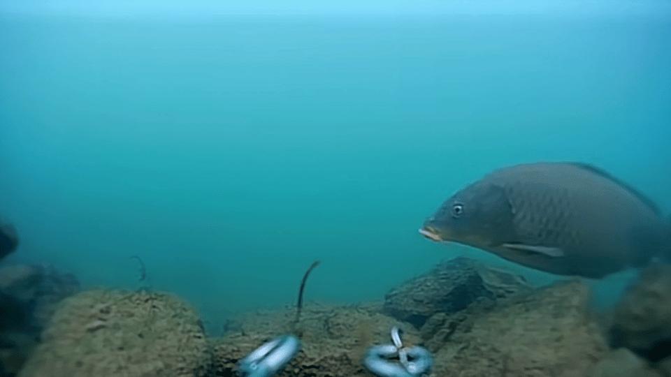 长江武汉段大鱼乱蹦，现场钓鱼人懵了！反常鱼汛释放了什么信号？