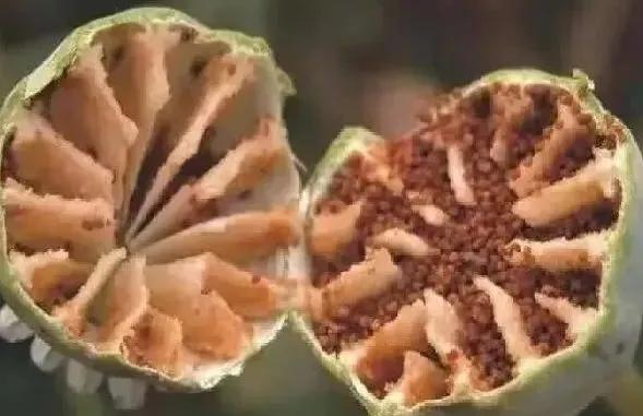 盆栽*粟罂**“当蔬菜吃”？涉嫌违法犯罪！有关知识来了解一下