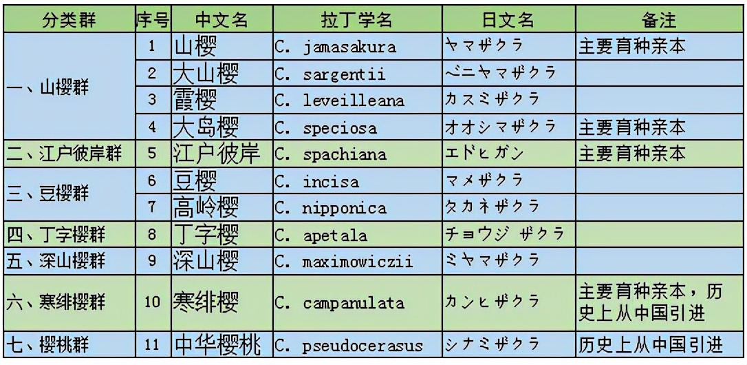 染井吉野樱花是什么樱花,大岛樱花和染井吉野樱的区别