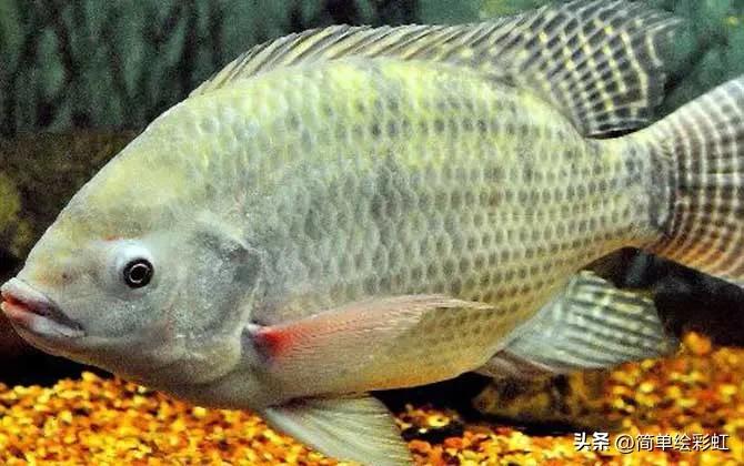 罗非鱼到底有多可怕,罗非鱼究竟有多可怕