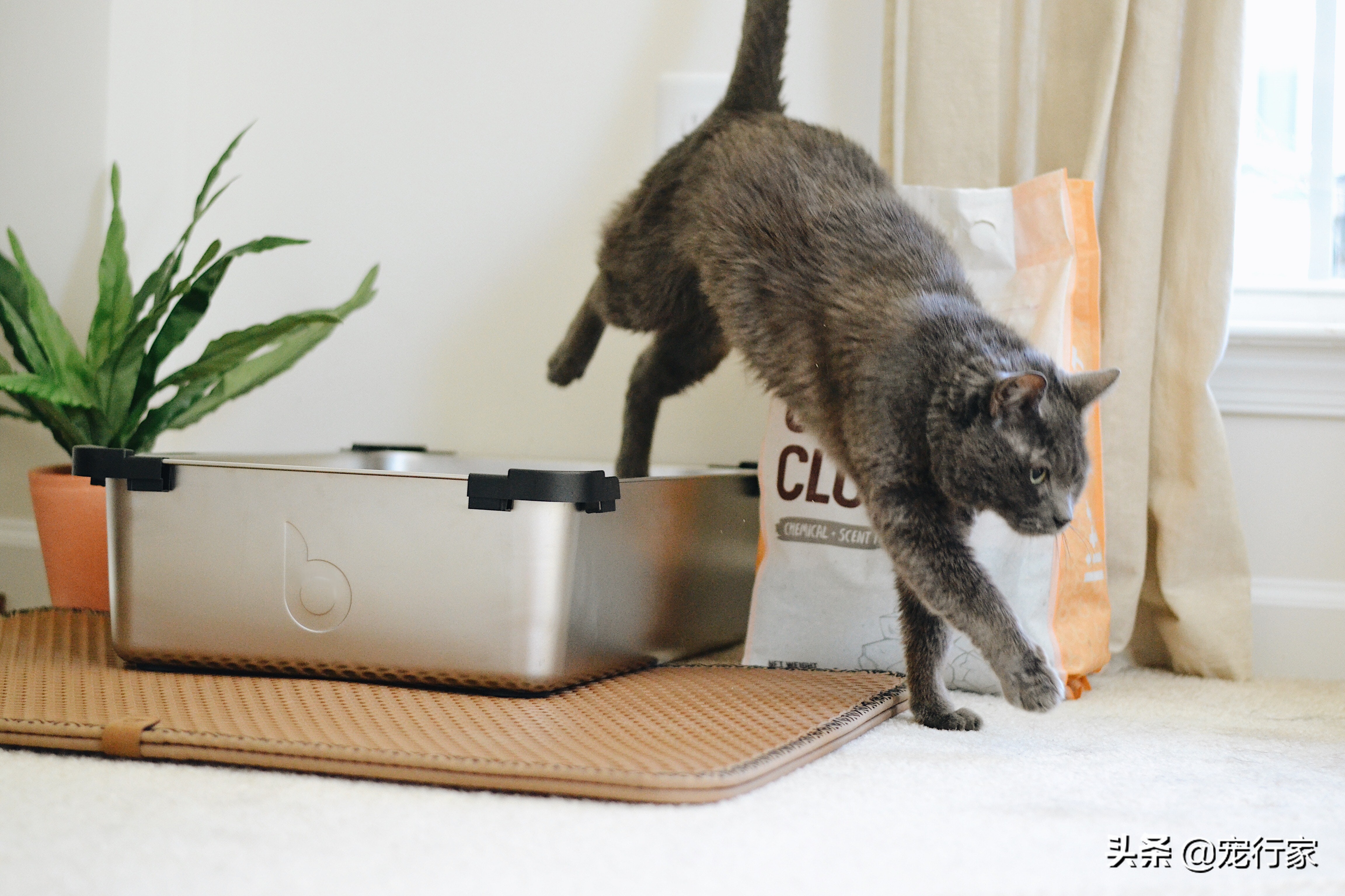 猫砂盆臭味大怎么办,猫砂盆有臭味怎么去除