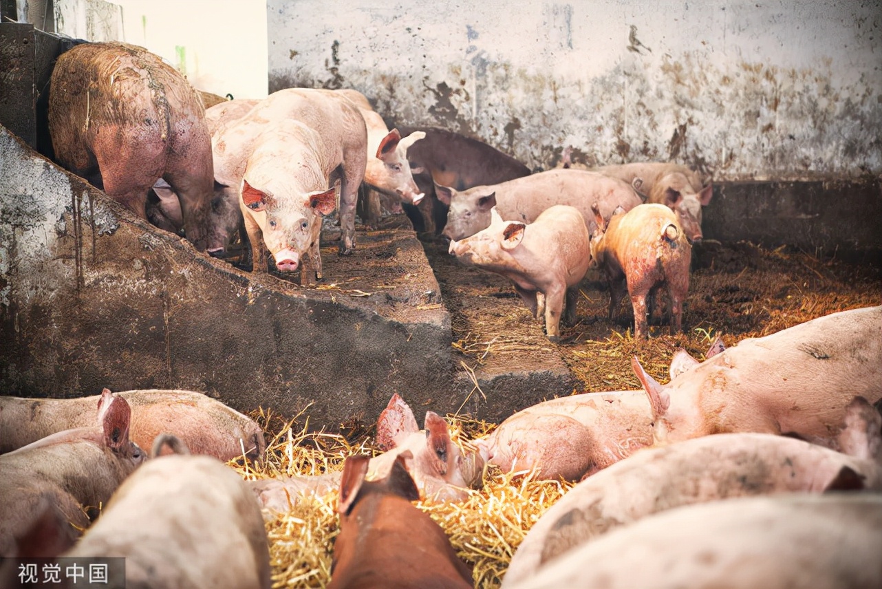 猪咬尾巴是什么原因，怎么治疗？猪咬尾巴有什么好办法调理