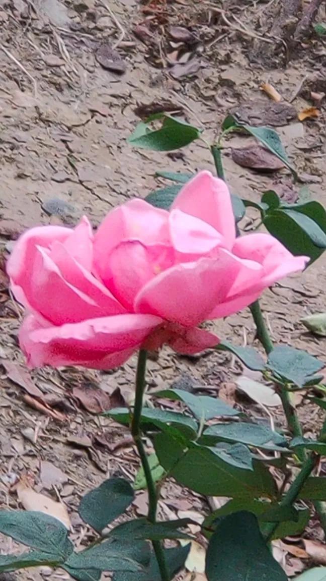 苏州东园园林地址,苏州东园园林简介