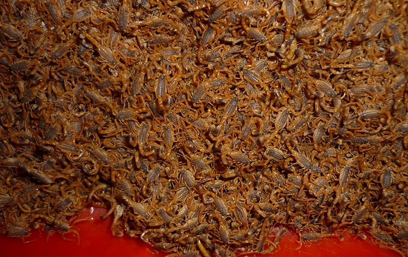 蝎子养殖的前期工作是什么,蝎子繁殖期怎么管理