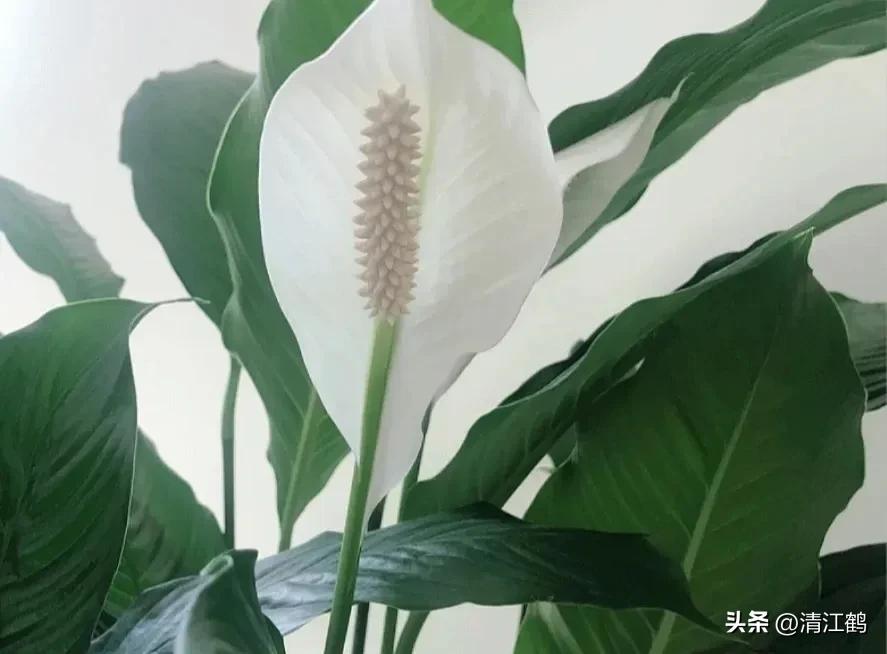 白鹤芋不开花别急着扔,“5步骤”矫正养护,叶子油绿花开不断