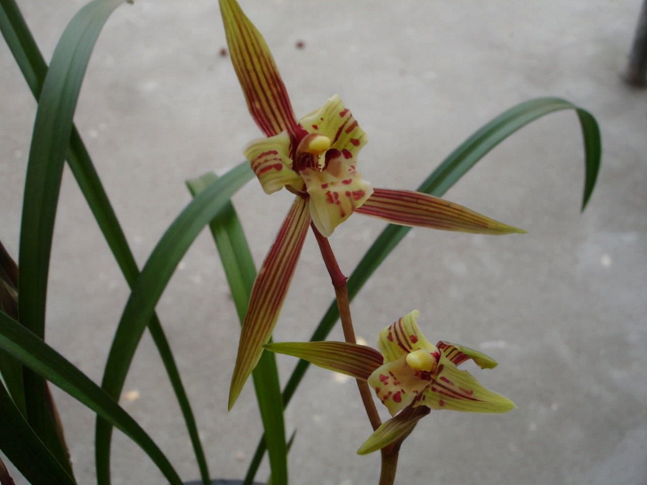 什么兰是最流行的兰花呢,兰花中哪个品种最好看又好养