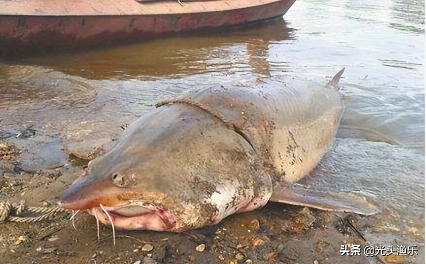 十大淡水超大型鱼类,十大大型淡水鱼类