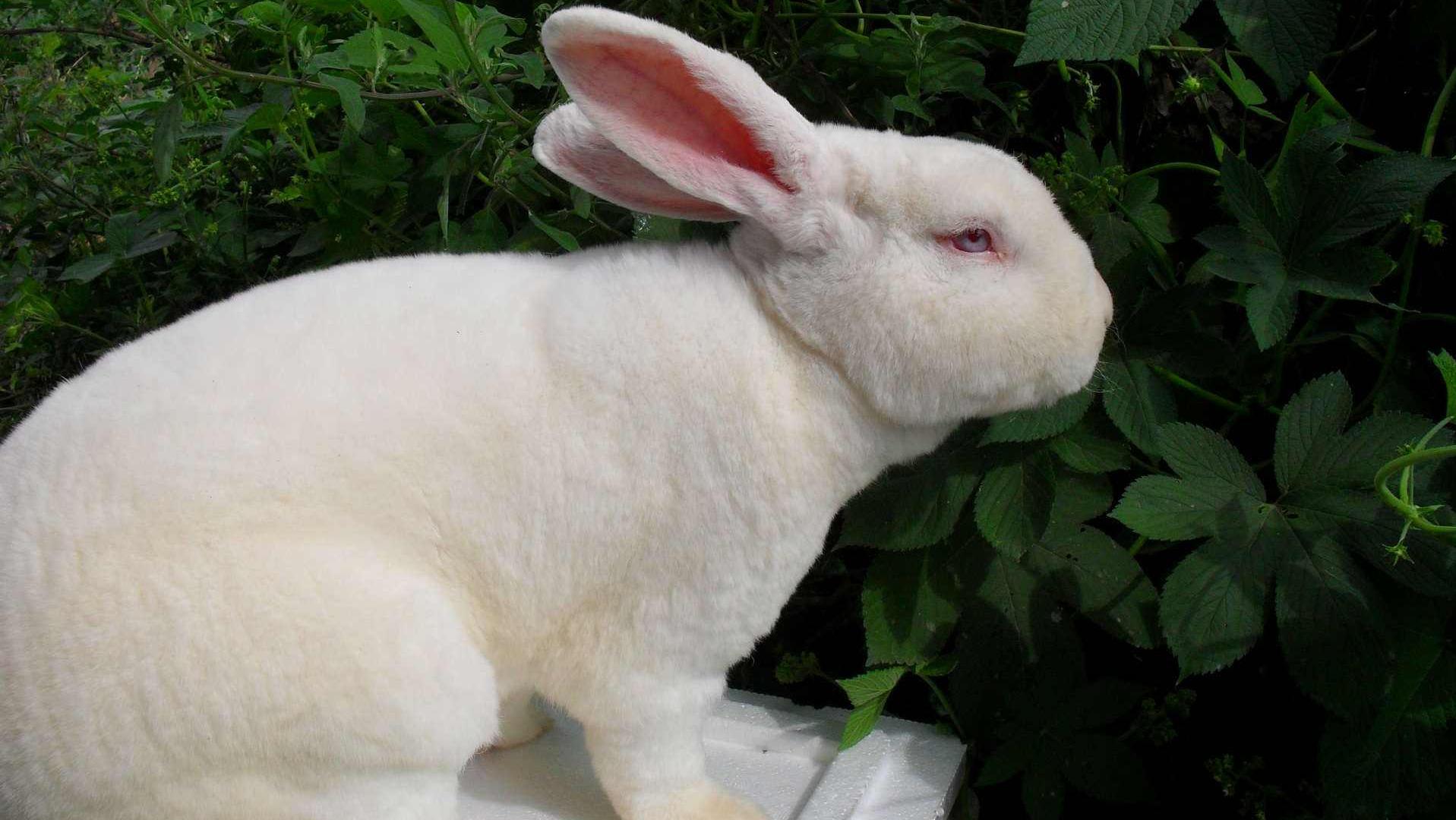 养兔技术与兔疾病防治的关系,养兔生病的症状