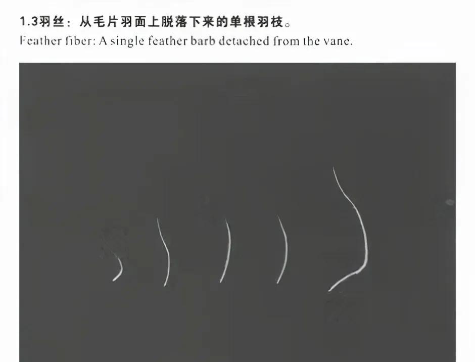 羽绒服的行业内幕,羽绒服市场存在哪些问题