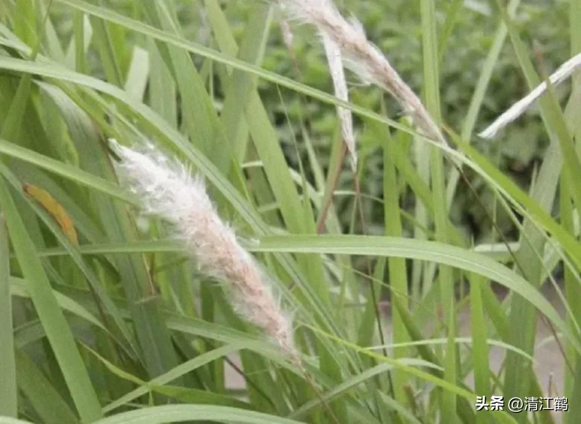 怎样解决除草剂对树的危害,十大恶性杂草除草方案
