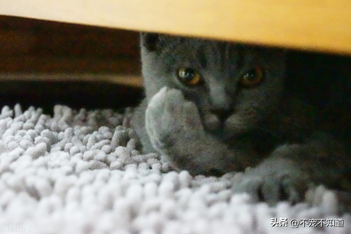 别放弃治疗粤语,别放弃治疗原话