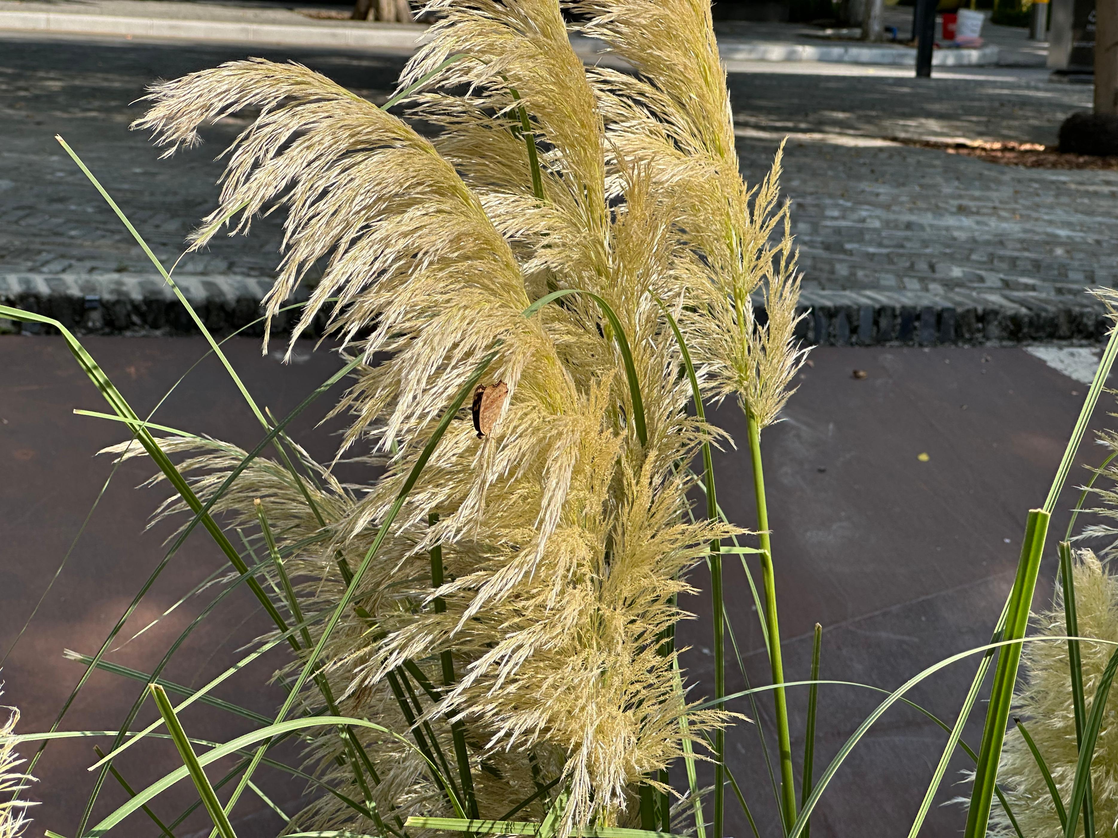 iphone14pro好用吗真实感受,iphone14pro真实体验感受