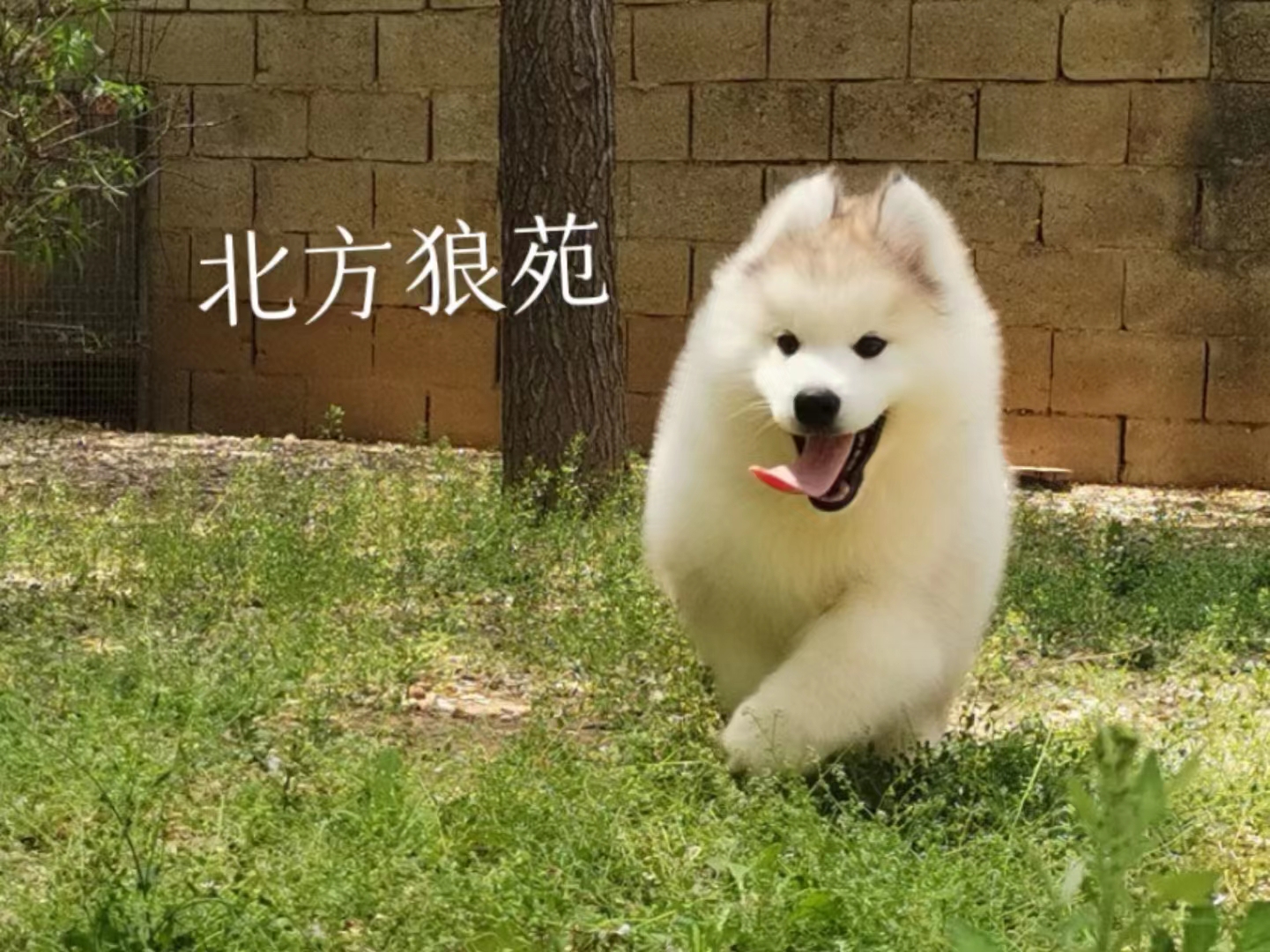 纯种哈士奇犬多少钱一只,你家哈士奇会跳芭蕾舞吗