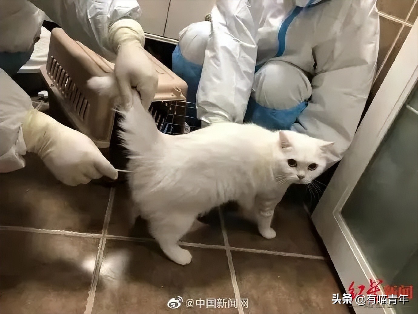 猫做核酸了么,猫核酸检测有必要做吗
