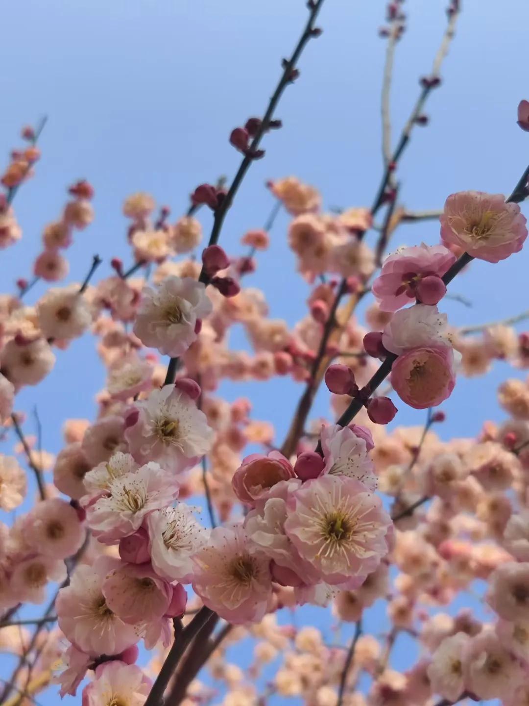 现在香港电影为什么那么少,为什么香港的电影发展那么迅猛