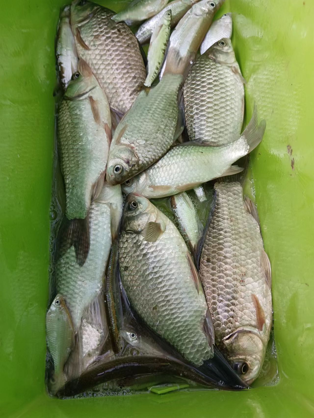 冬天野钓湖库怎样选钓点,冬天池塘钓点的选择方法和技巧