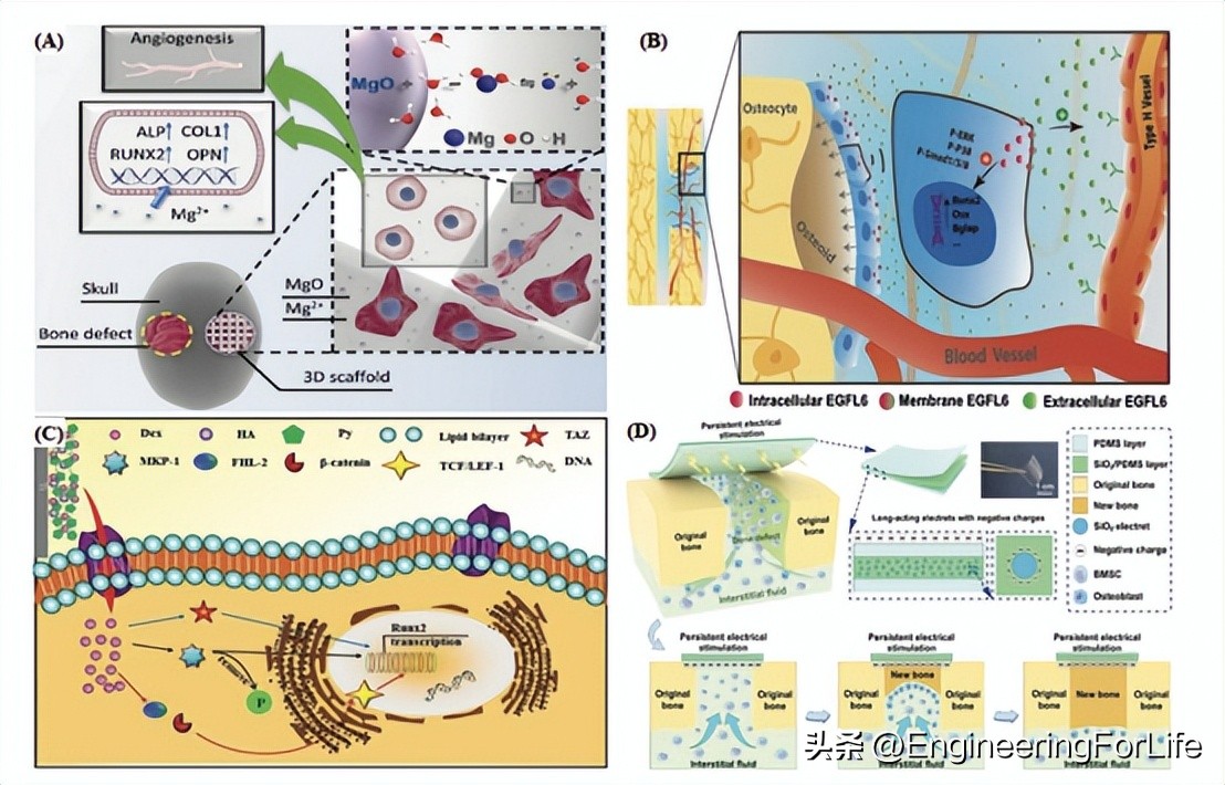 人造骨骨移植研究进展！面临三大挑战并进行未来展望