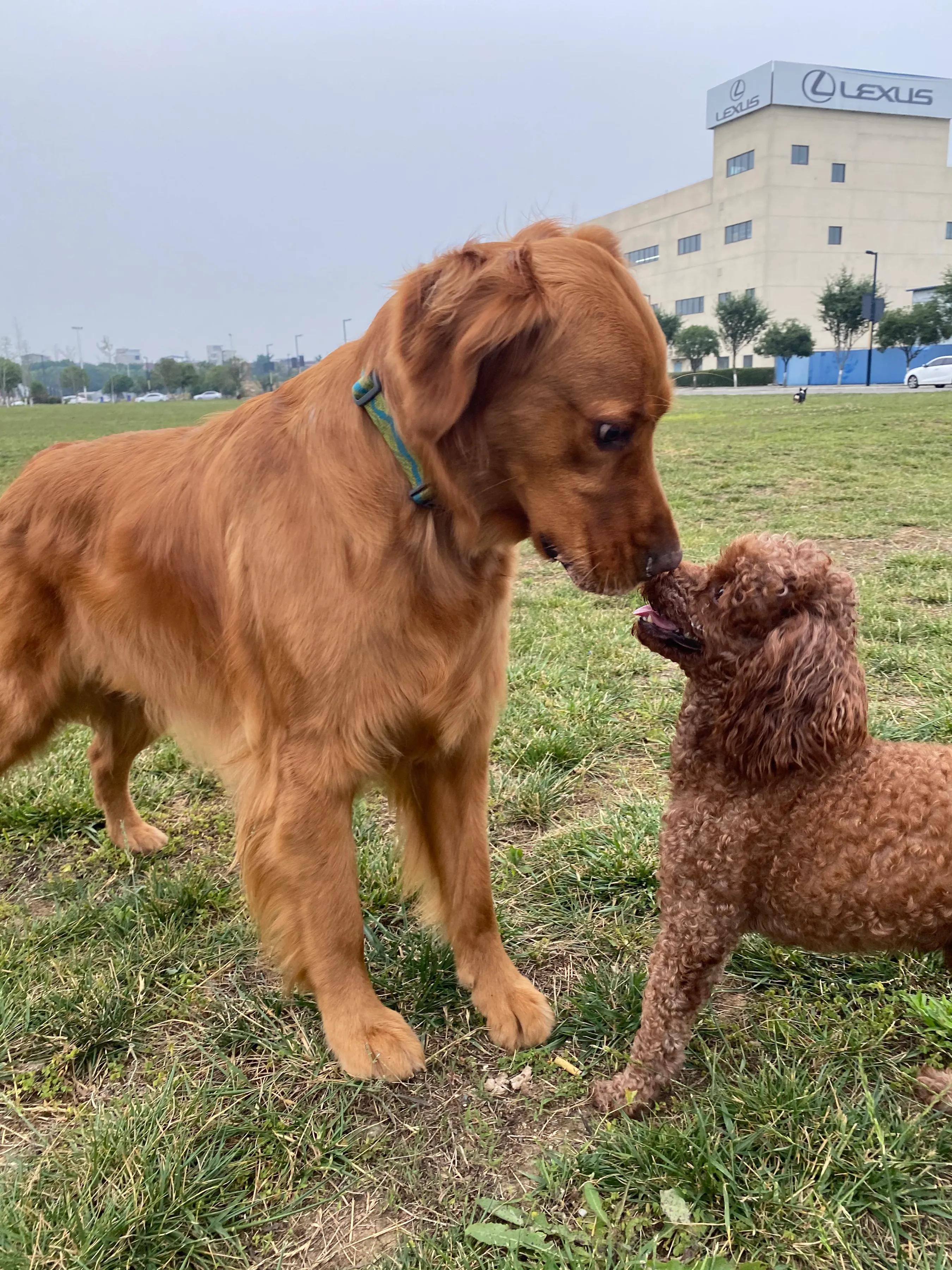 泰迪犬的优缺点及性格,泰迪犬的优缺点