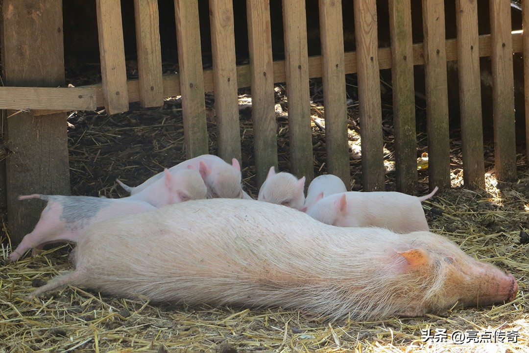 母猪产后注意哪些方面,母猪产后应该注意什么