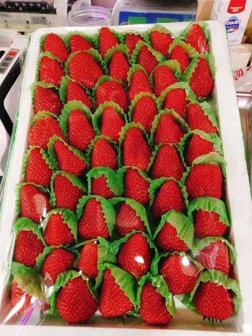 丹东九九草莓多少钱一斤,辽宁丹东东港市九九草莓