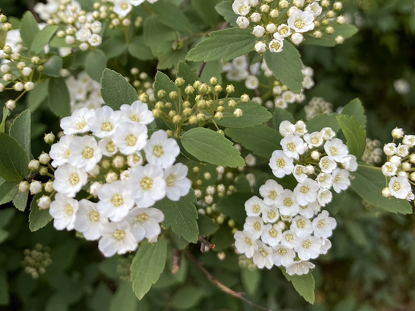 石楠花那么臭为什么要种那么多,石楠花到底是什么