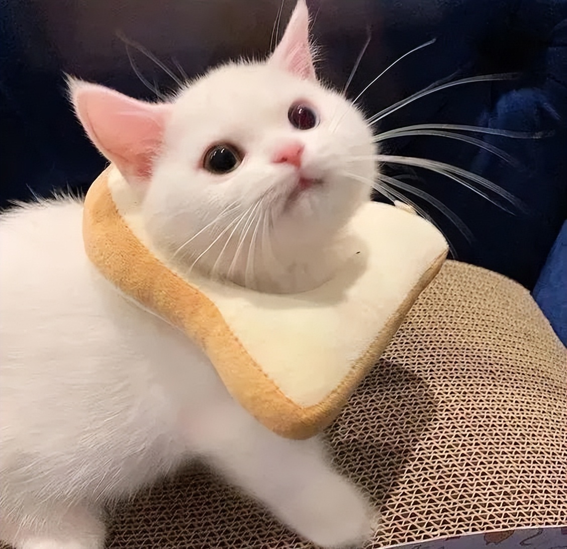 「爱情霸权压迫」：你有没有被“人生必须要有爱情”的观念困扰过