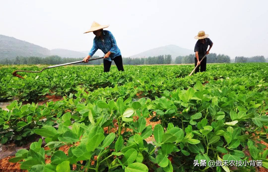 花生种植巧浇水，既能促根壮苗棵，又能促进开花结荚多收花生果
