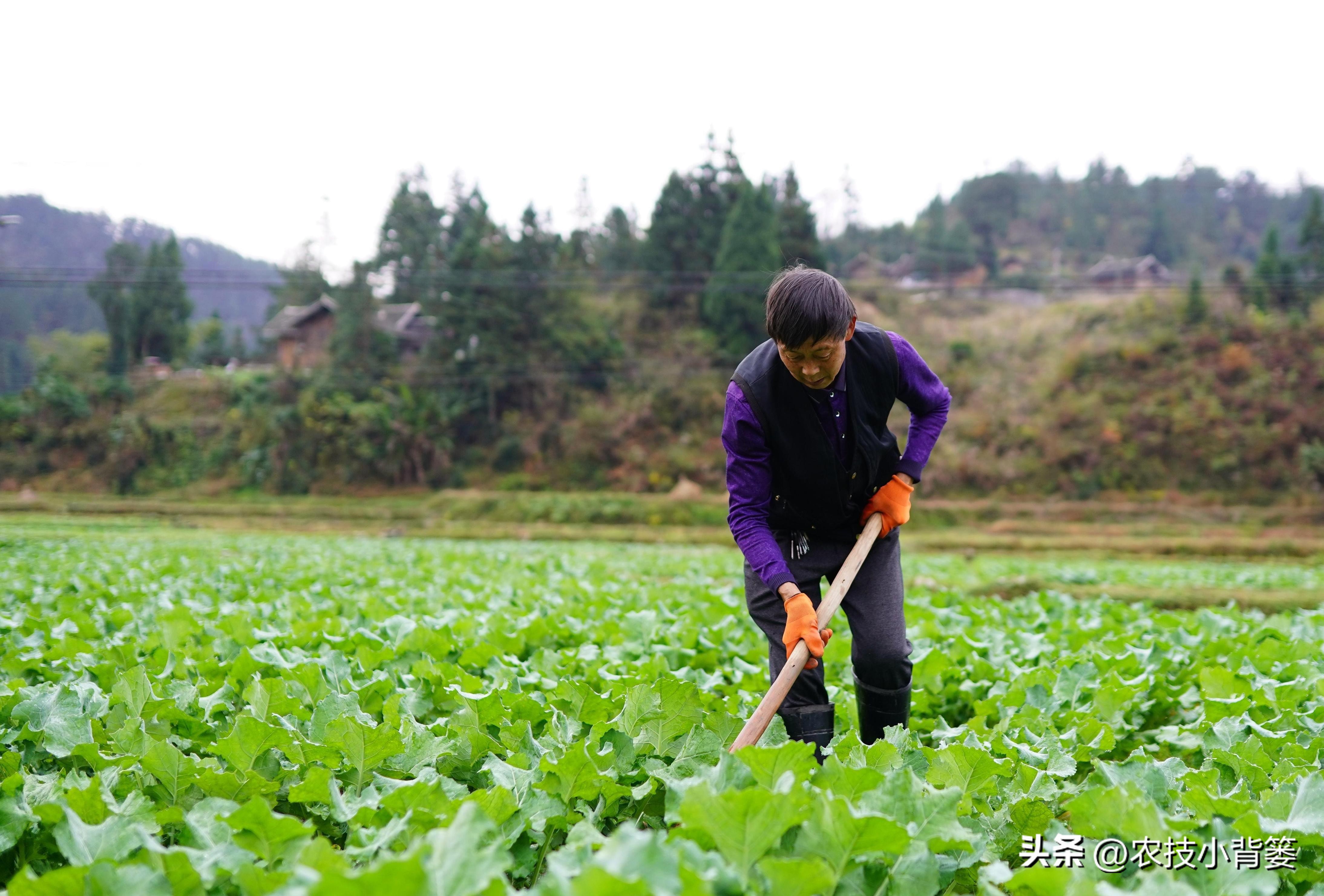 微生物菌肥的正确使用,微生物菌剂与菌肥区别是什么