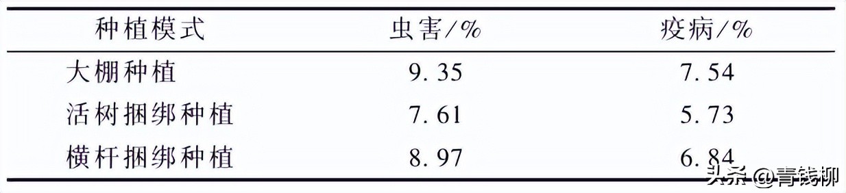 铁皮石斛苗仿野生棚种植,铁皮石斛仿野生种植水肥管理