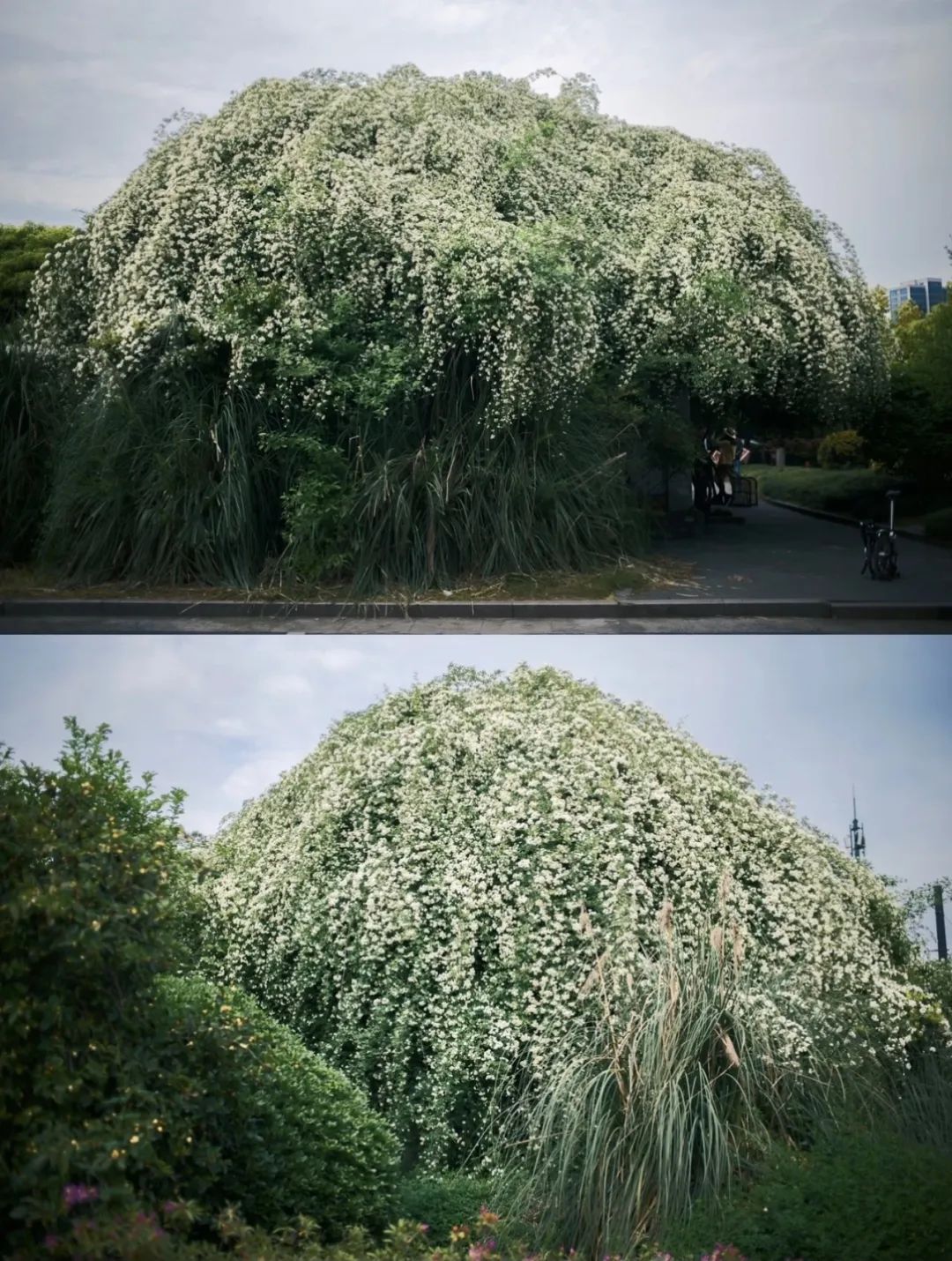 听我的，四月的杭州才是浪漫天花板。