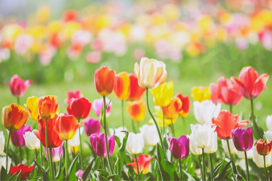 郁金香主题公园稻草人,2022年郁金香花海贵州