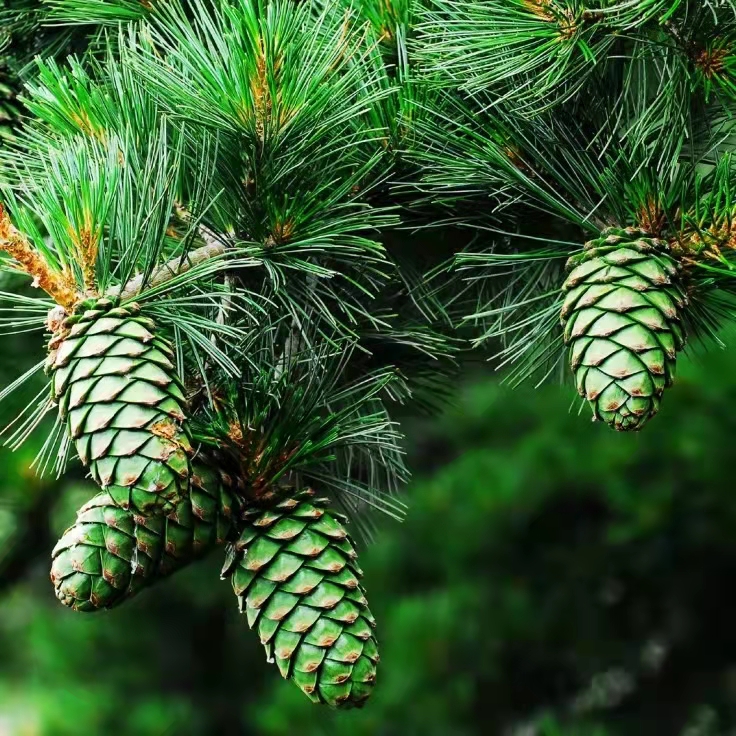 华山攻略北上西下得多长时间,徒步北上西下华山需要走多久