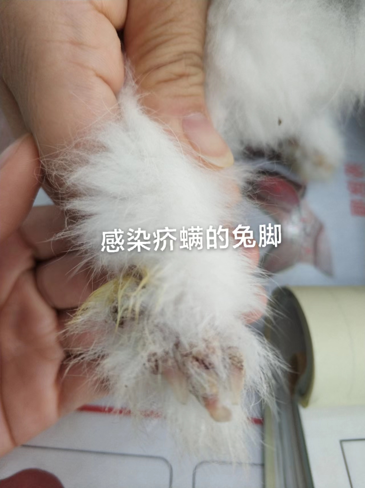 新手养兔子之疾病预防篇,养兔子怎么预防黄鼠狼