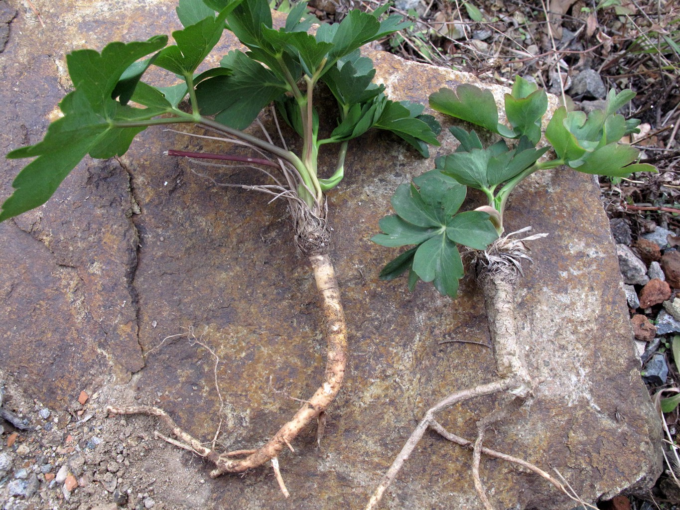 岱山岛为什么叫岱山岛呢,岱山岛定位