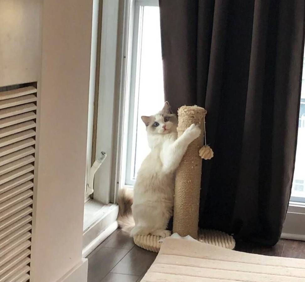 买猫布偶,买布偶猫应该注意什么